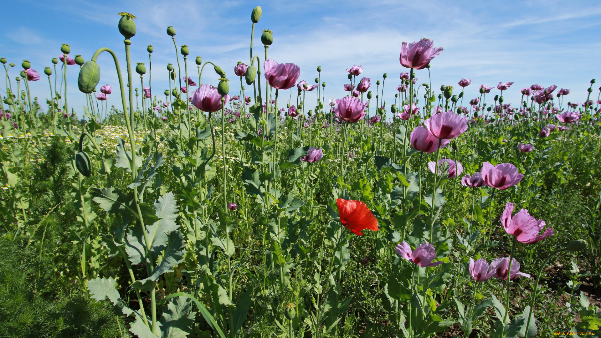 цветы, маки, природа, поле, луг, лепестки, мак