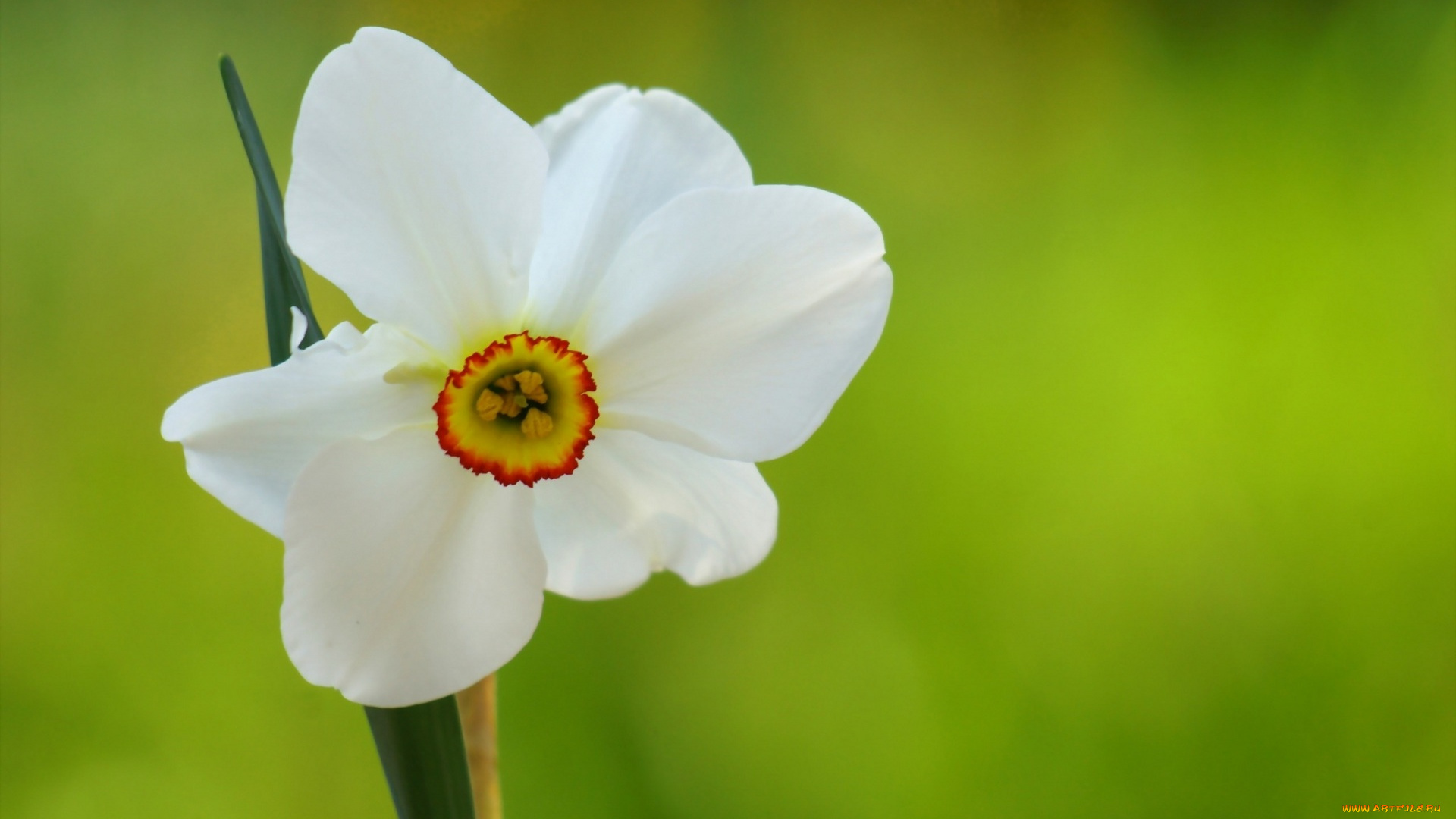 цветы, нарциссы, белый, нарцисс