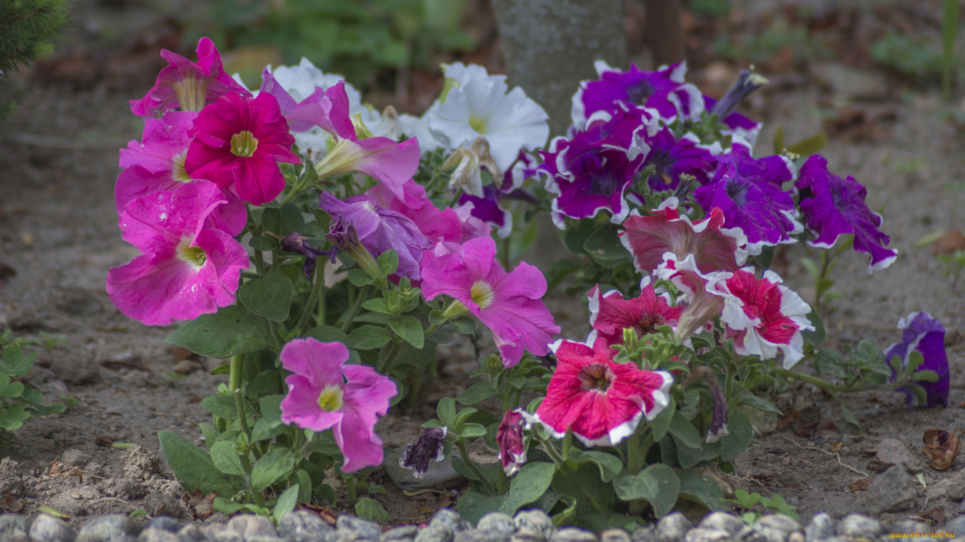 цветы, петунии, , калибрахоа, калибрахоа, петуния, бутон, цветение, нежность