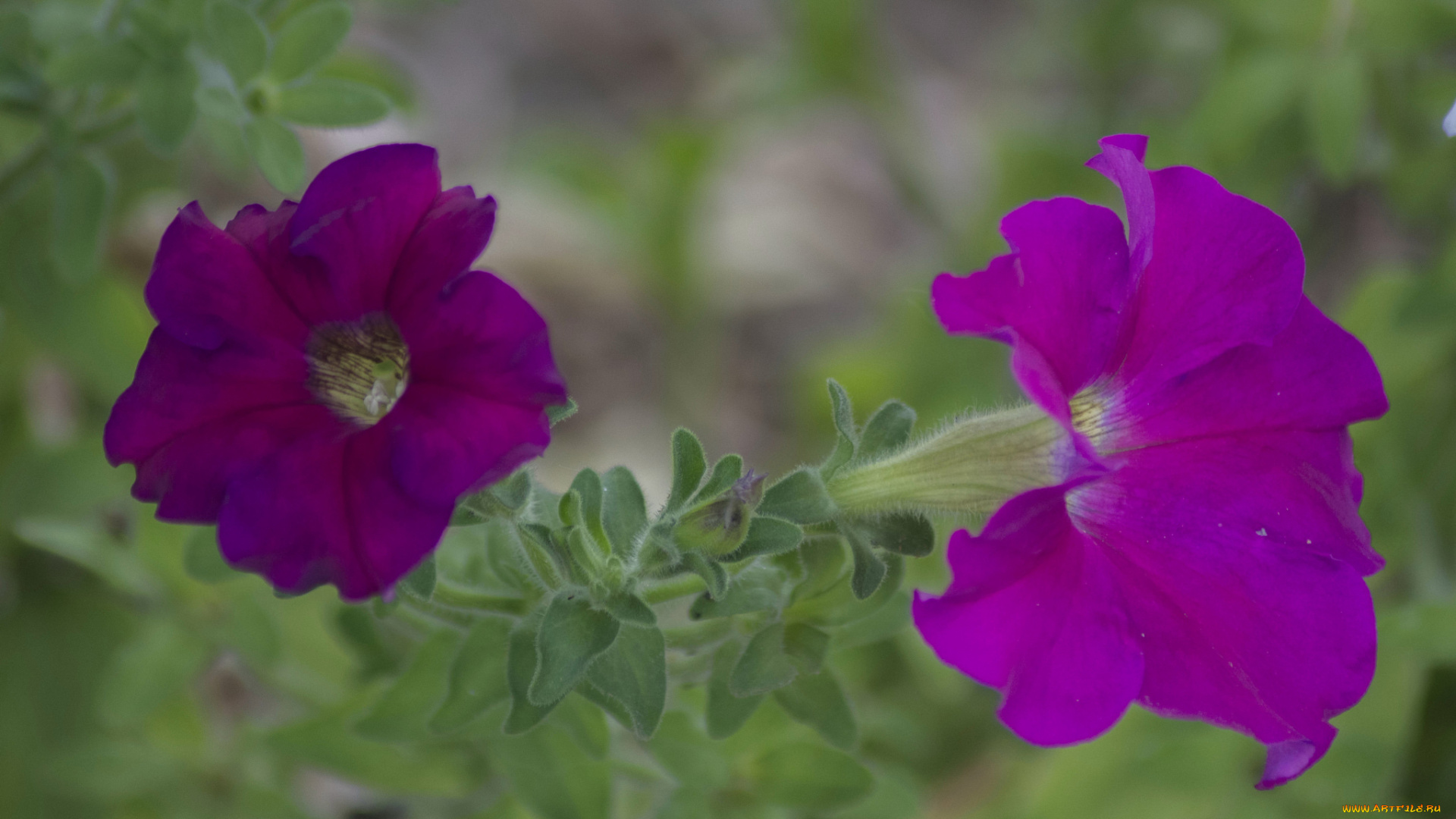 цветы, петунии, , калибрахоа, листья, ярко, бутоны, петуния