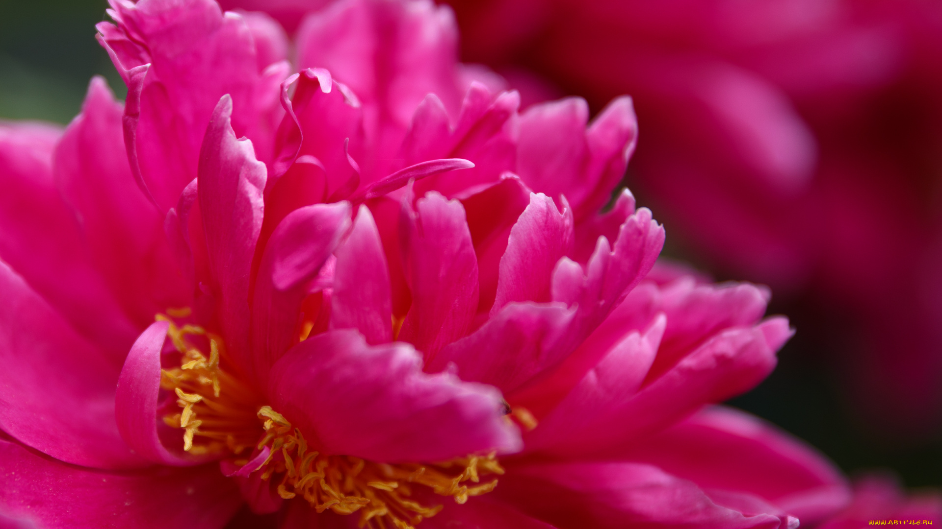 цветы, пионы, куст, листья, лепестки, цветение