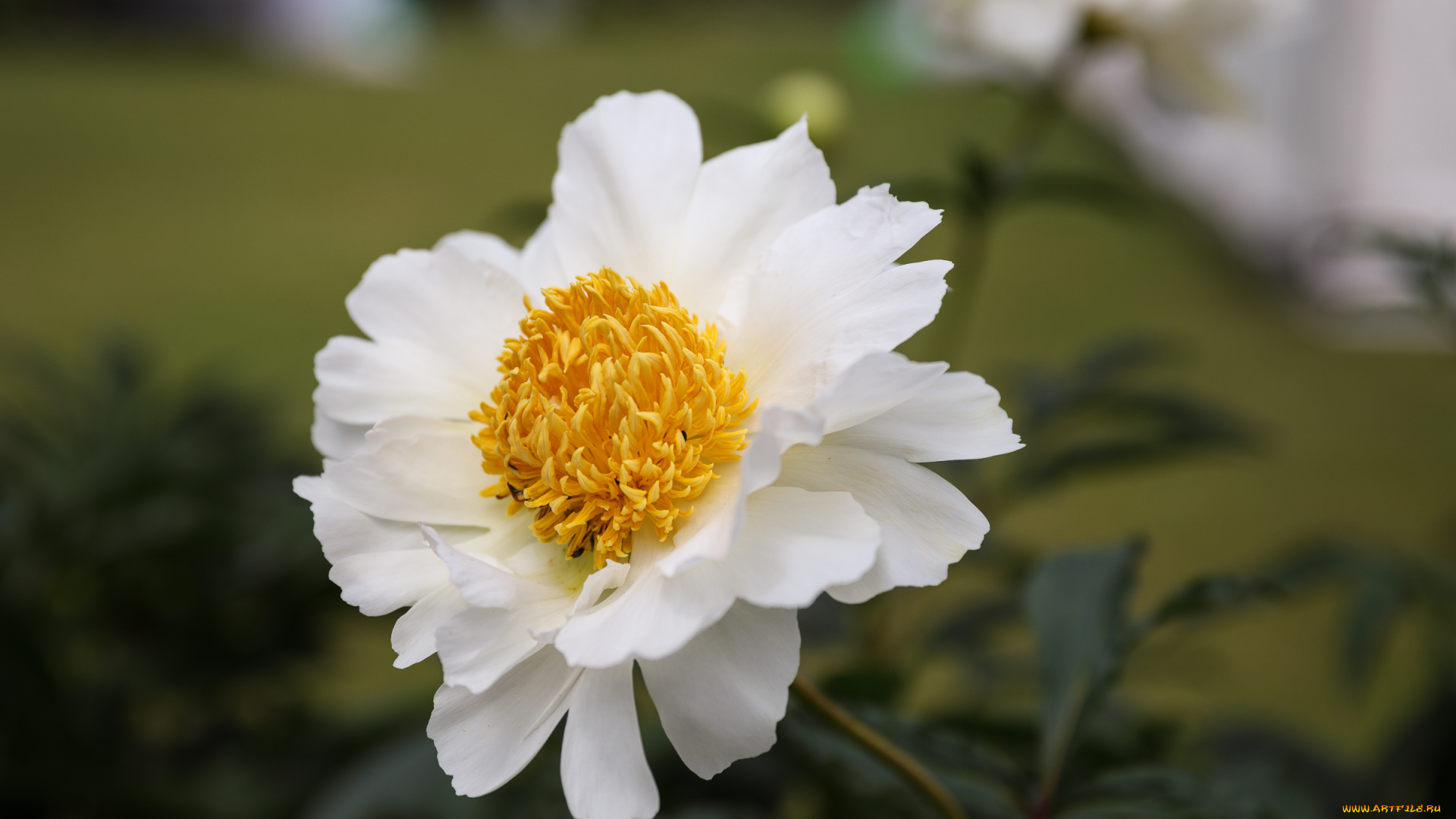 цветы, пионы, пион, бутон, лепестки, листья, цветение