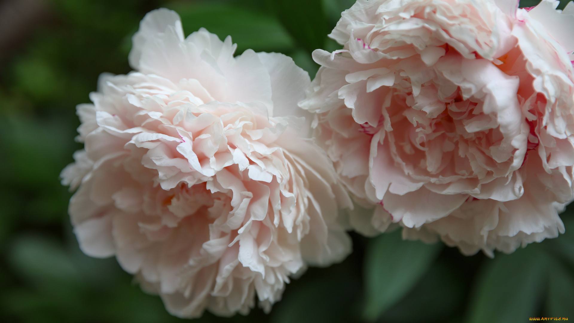 цветы, пионы, пион, бутон, лепестки, листья, цветение