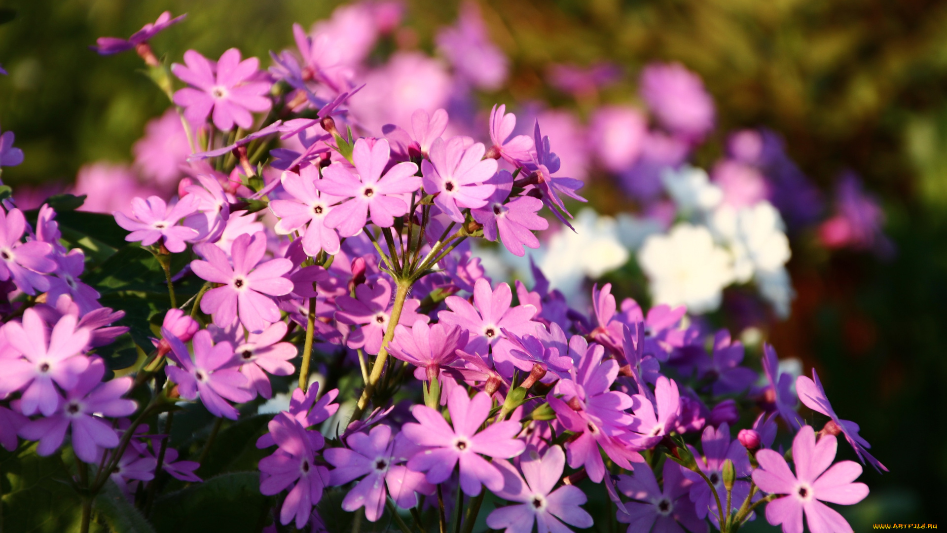 цветы, примулы, флора, примула, сад, май, весна, дача