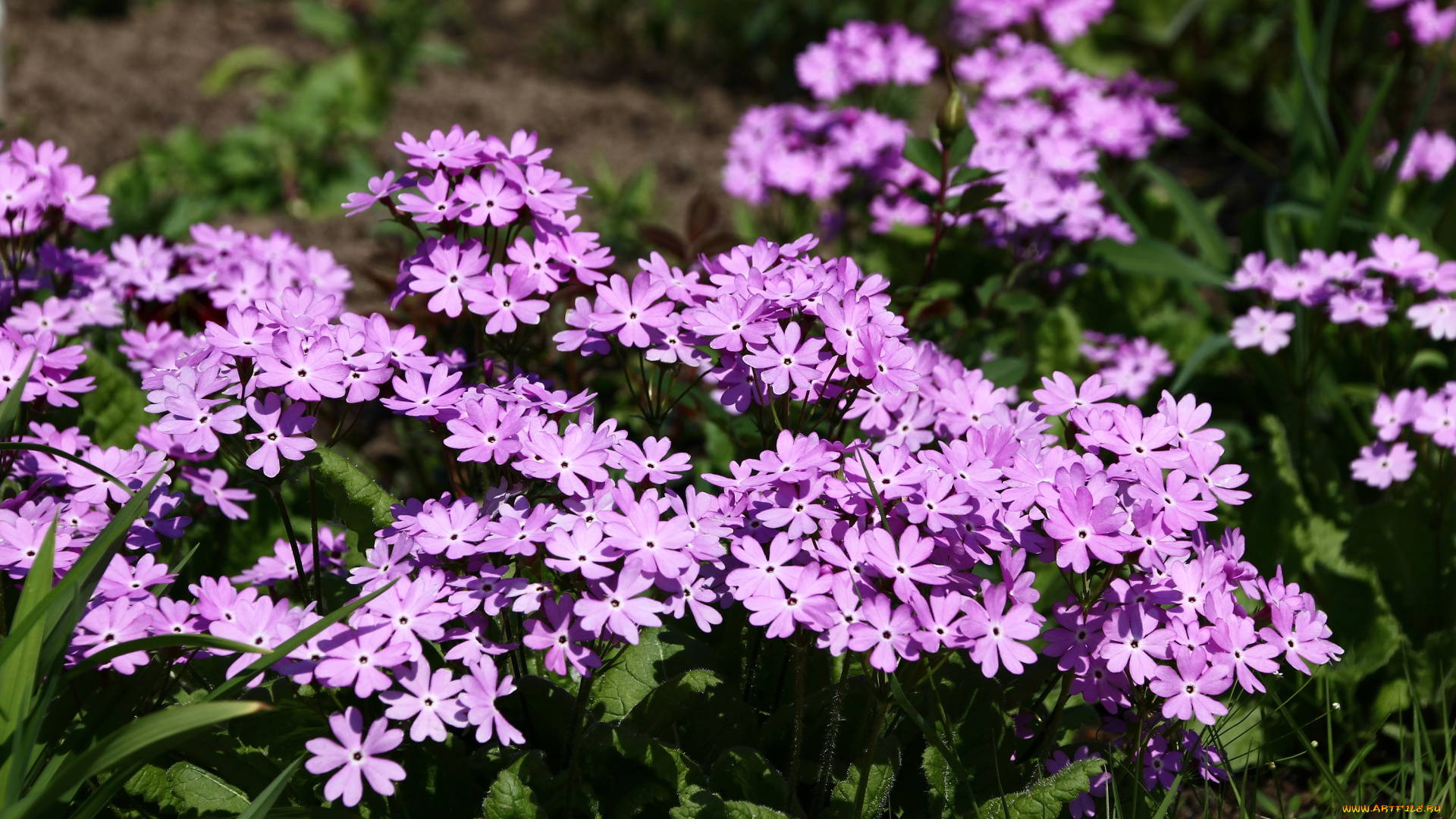 цветы, примулы, май, дача, сад, примула, весна, весеннецветущие