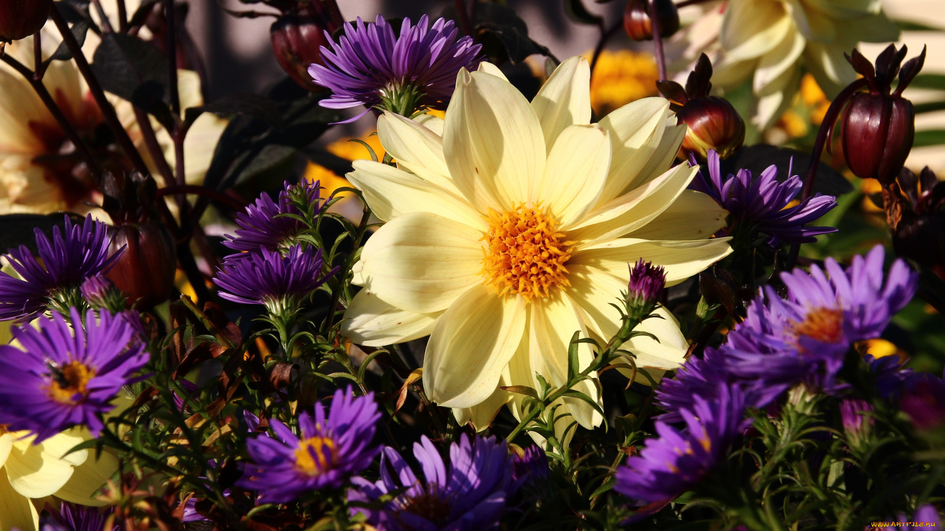 цветы, разные, вместе, цветение, лето, георгин, желто-фиолетовый