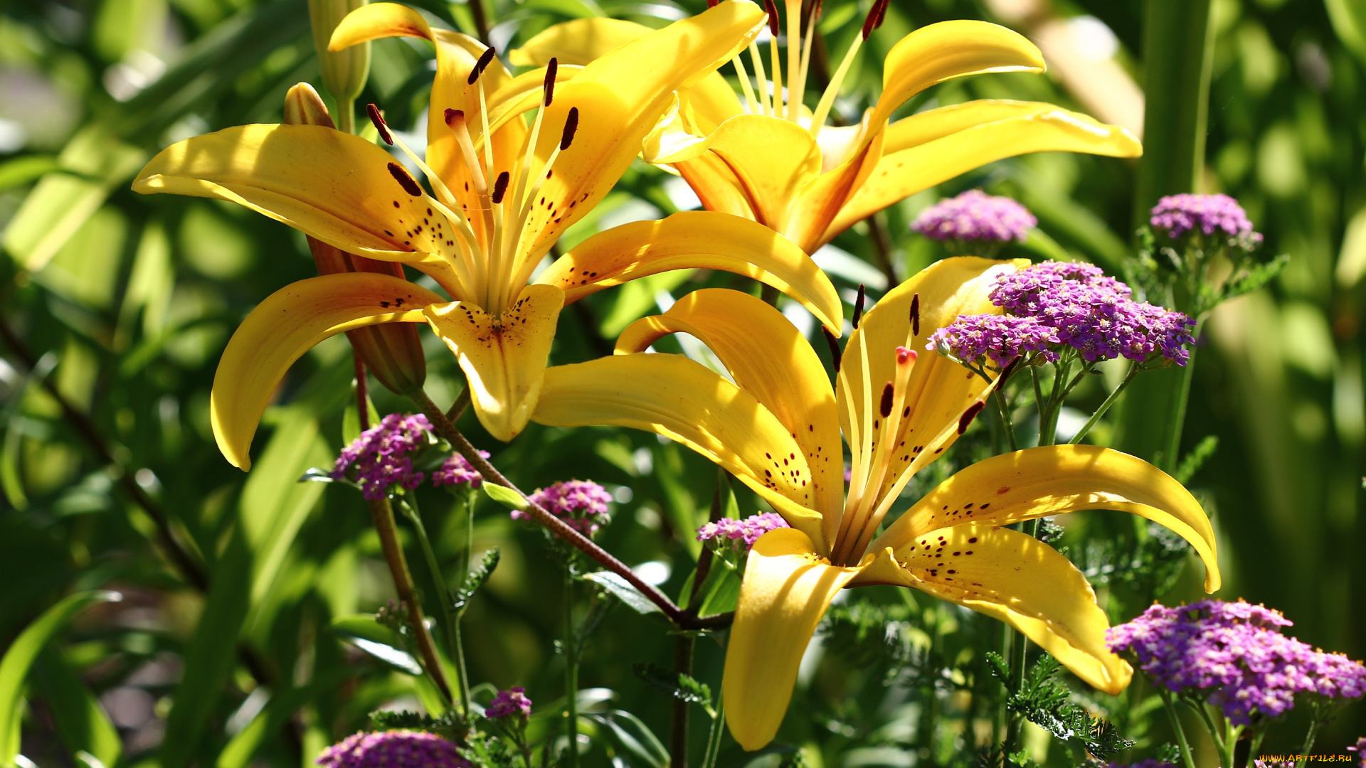 цветы, разные, вместе, тысячелистник, солнце, сад, лилии, лето, красота, июль, дача