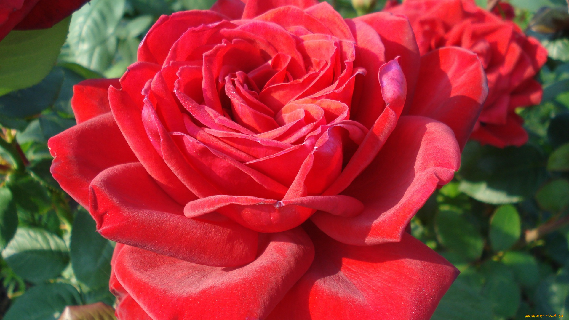 цветы, розы, лето, красота, дача, флора, сад