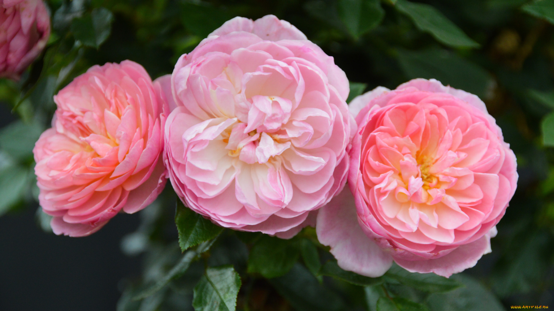 цветы, розы, листья, цветение, лепестки, бутон, роза, blossoms, leaves, petals, bud, rose