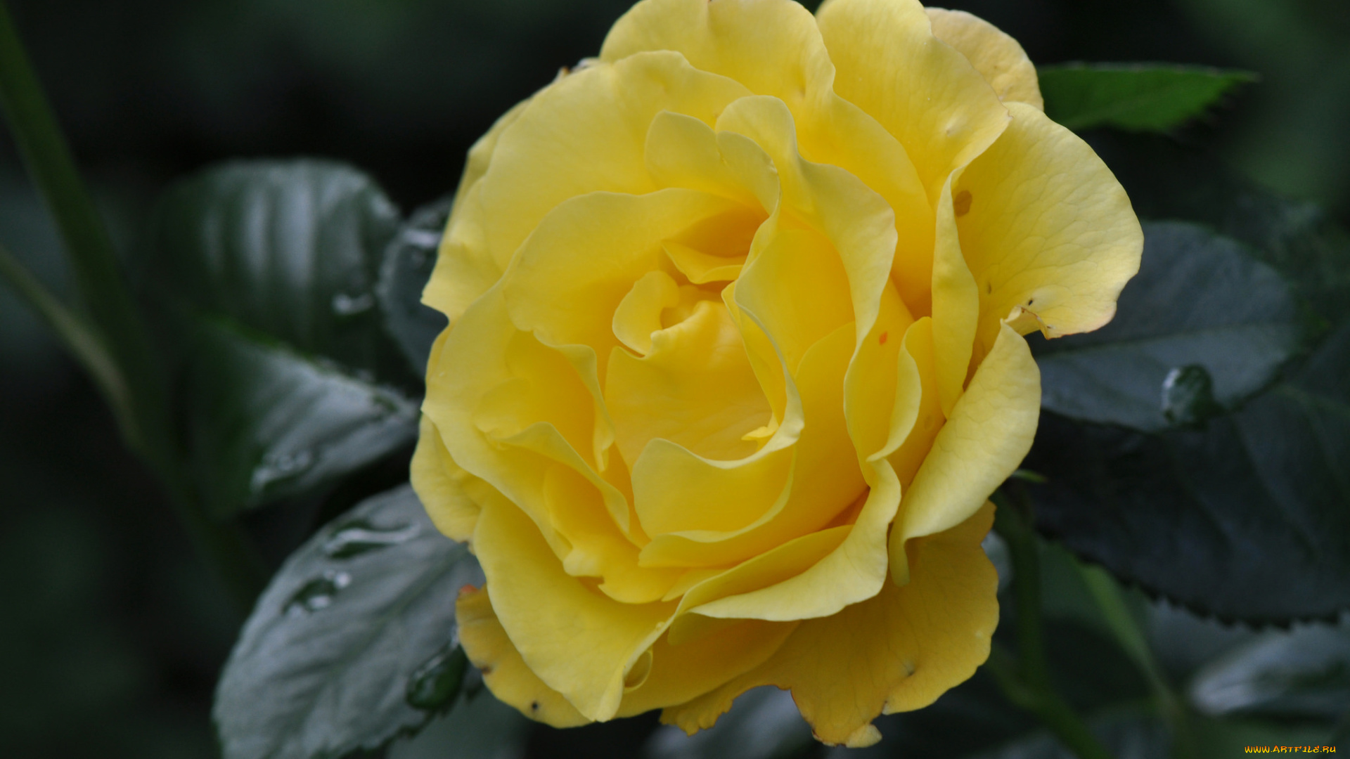 цветы, розы, листья, цветение, желтая, бутон, роза