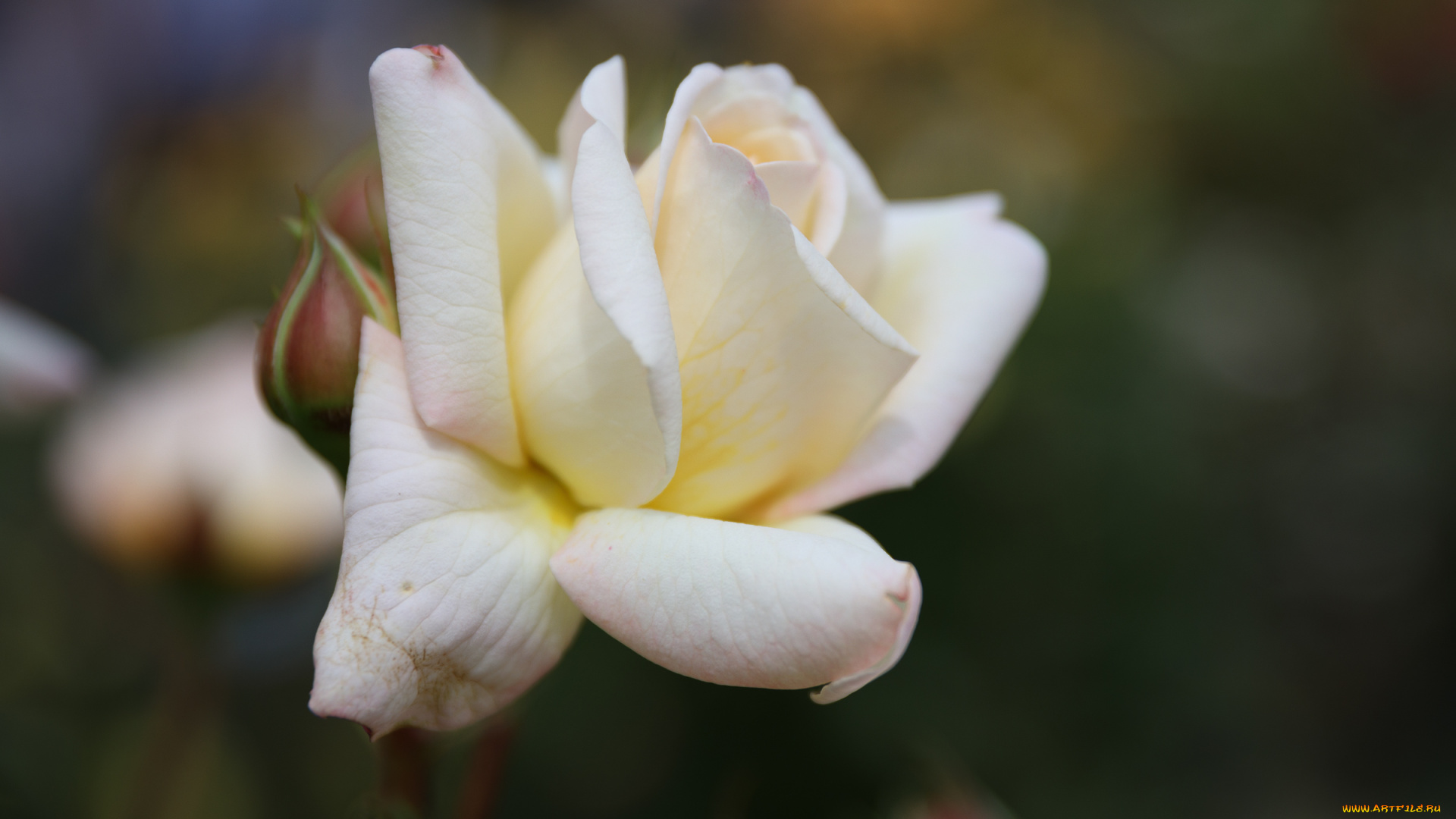 цветы, розы, роза, бутон, лепестки, листья, цветение, rose, bud, petals, leaves, blossoms