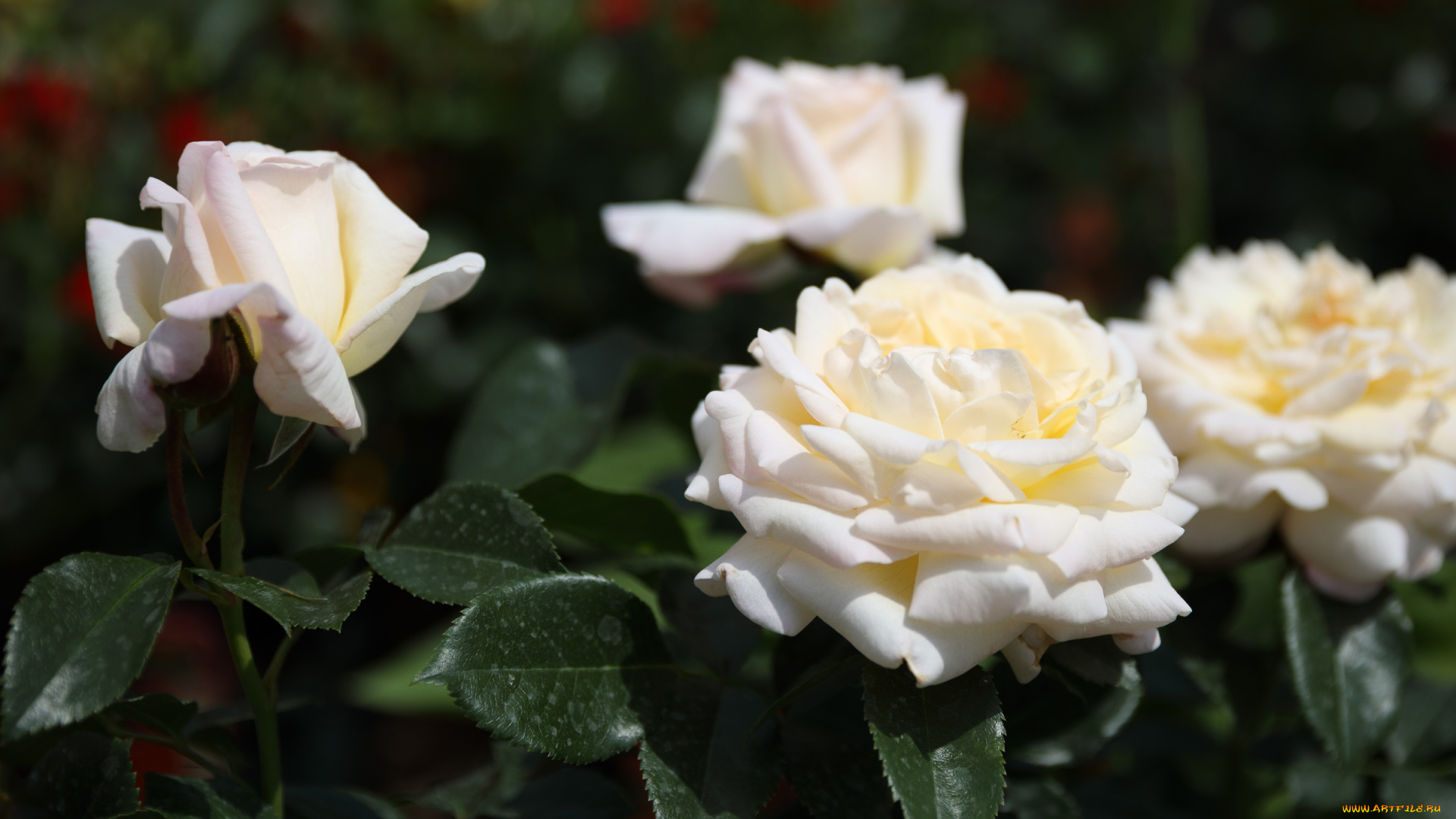 цветы, розы, роза, бутон, лепестки, листья, цветение, rose, bud, petals, leaves, blossoms