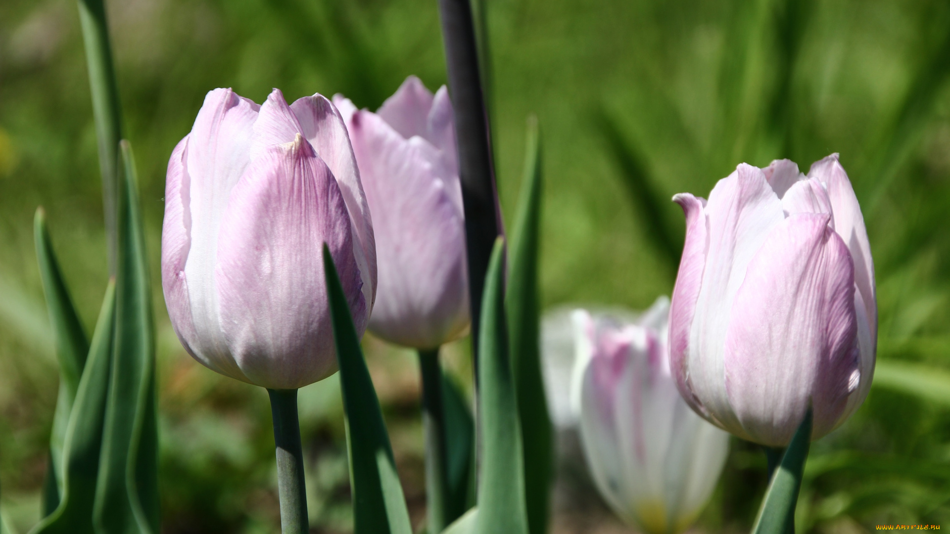 цветы, тюльпаны, капли, цветение, лепестки, бутоны