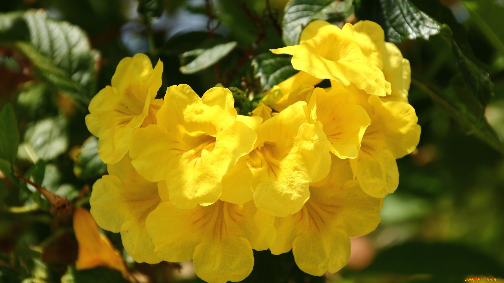 цветы, вьетнама, цветущие, кустарники, тропические