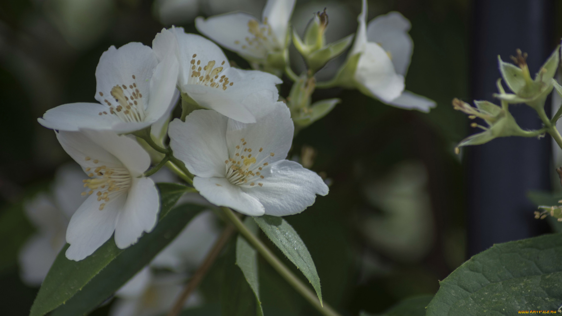 цветы, жасмин, макро, белый
