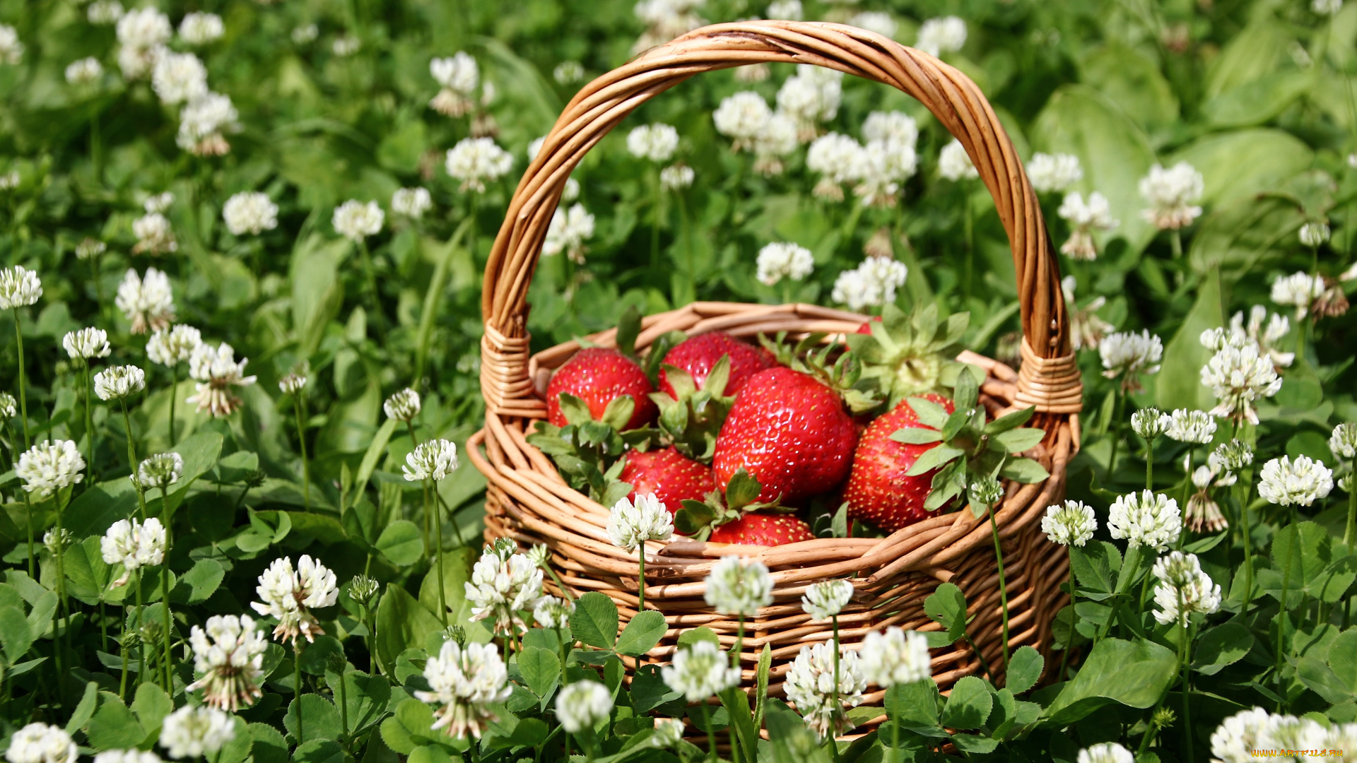 еда, клубника, , земляника, лето, корзинка, композиция, клевер, июль, дача