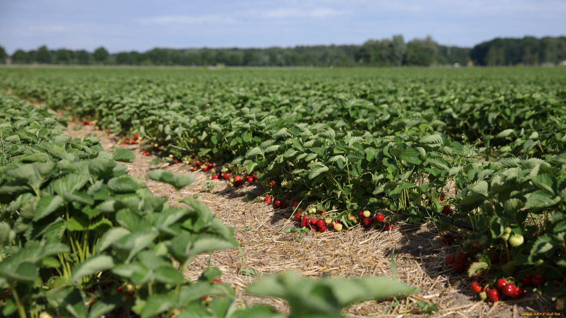природа, поля, вкусно, клубника, поле, утро, ягоды