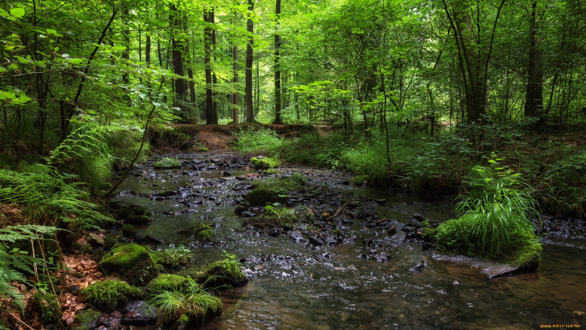 природа, реки, озера, валуны, красиво, лес, лето, мох, ручей