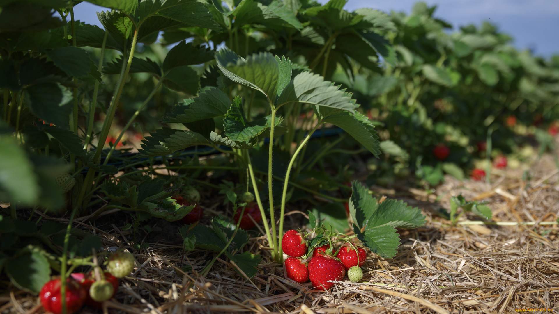 природа, Ягоды, вкусно, клубника, поле, утро, ягоды