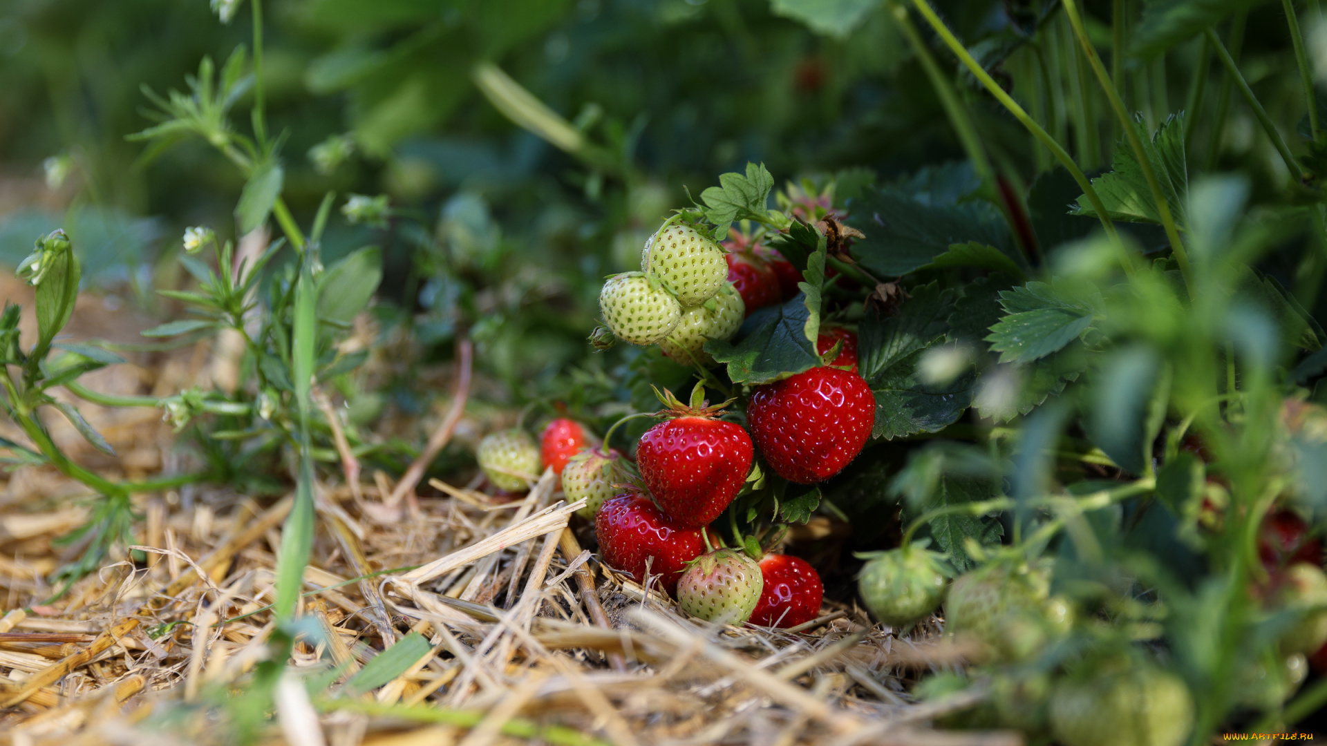 природа, Ягоды, вкусно, клубника, поле, утро, ягоды
