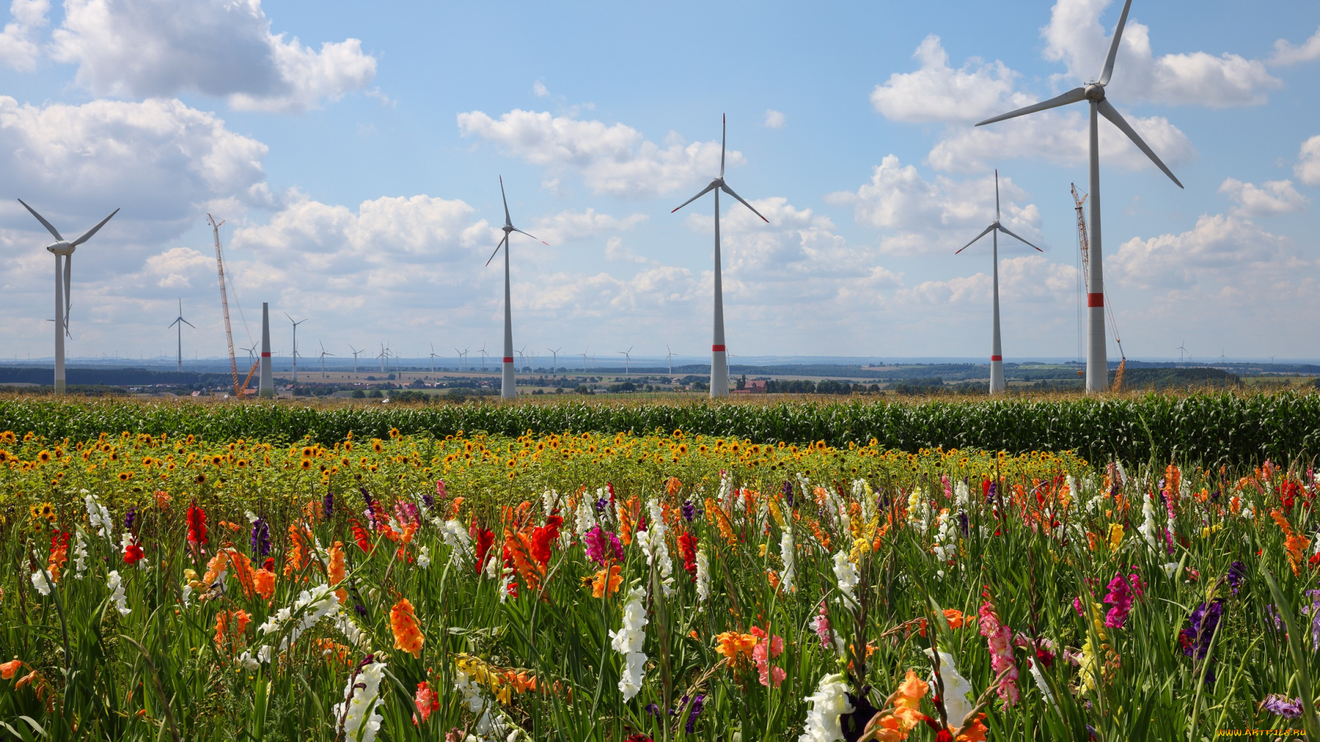 разное, мельницы, мельница, цветы, пейзаж, облака, лето, красиво, гладиолусы