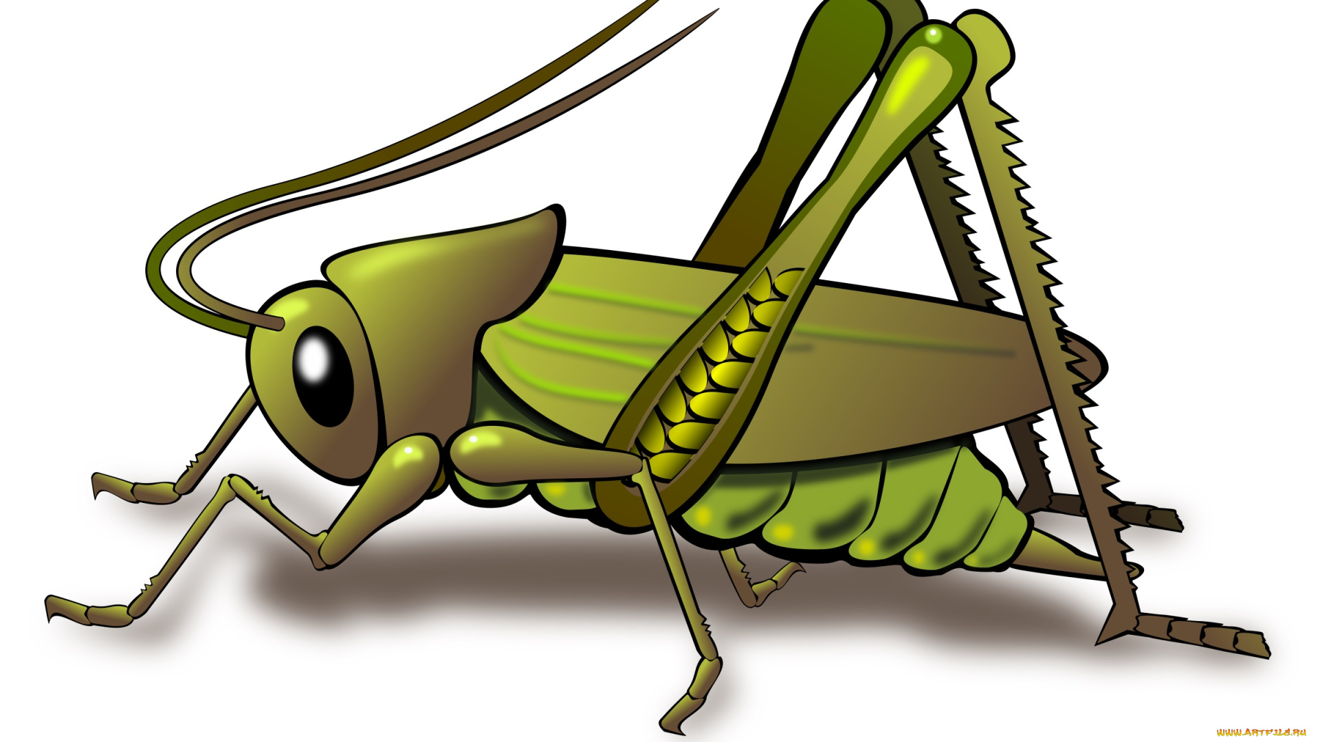 векторная, графика, животные, , animals, насекомое, кузнечик