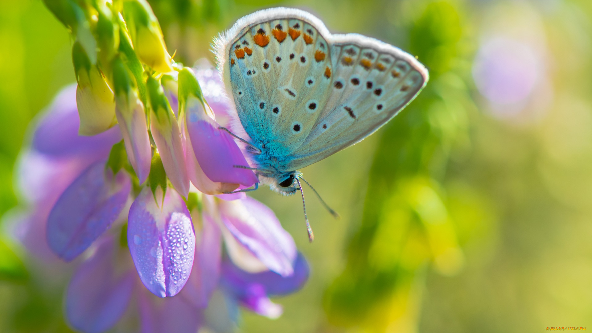 животные, бабочки, , мотыльки, , моли, фон, макро, фиолетовый, цветок, бабочка