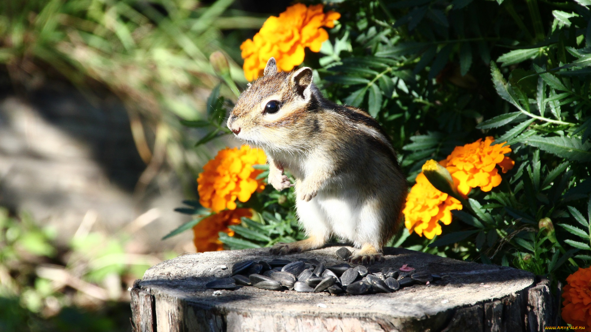 животные, бурундуки, хабаровск, животный, мир, дикие, дача, дальний, восток, грызуны