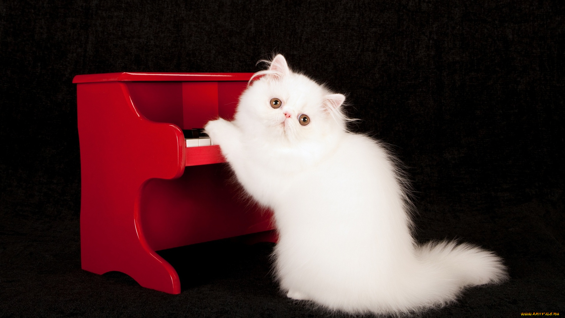 животные, коты, черный, фон, пианино