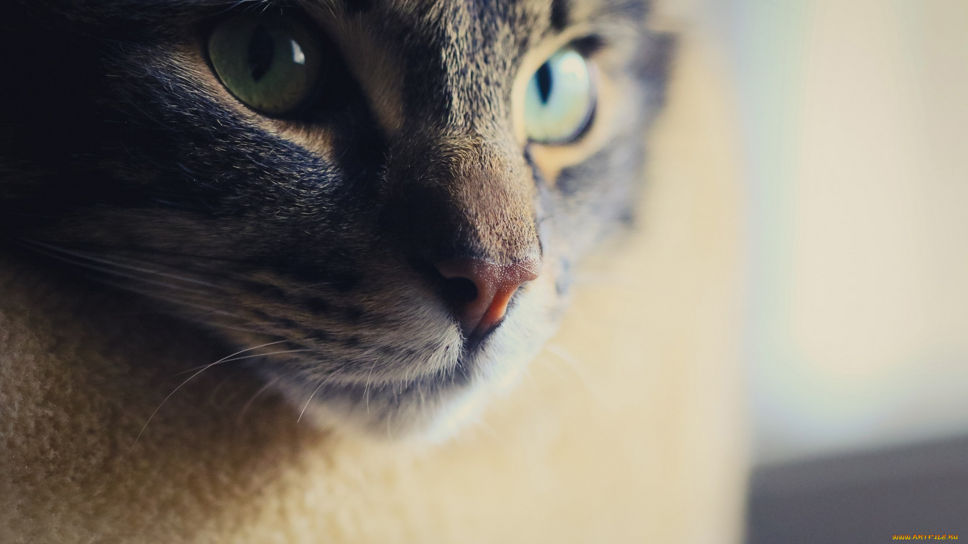 животные, коты, морда