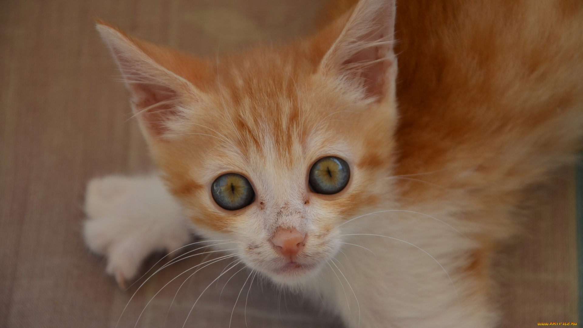 животные, коты, рыжий, цвет, котенок, взгляд