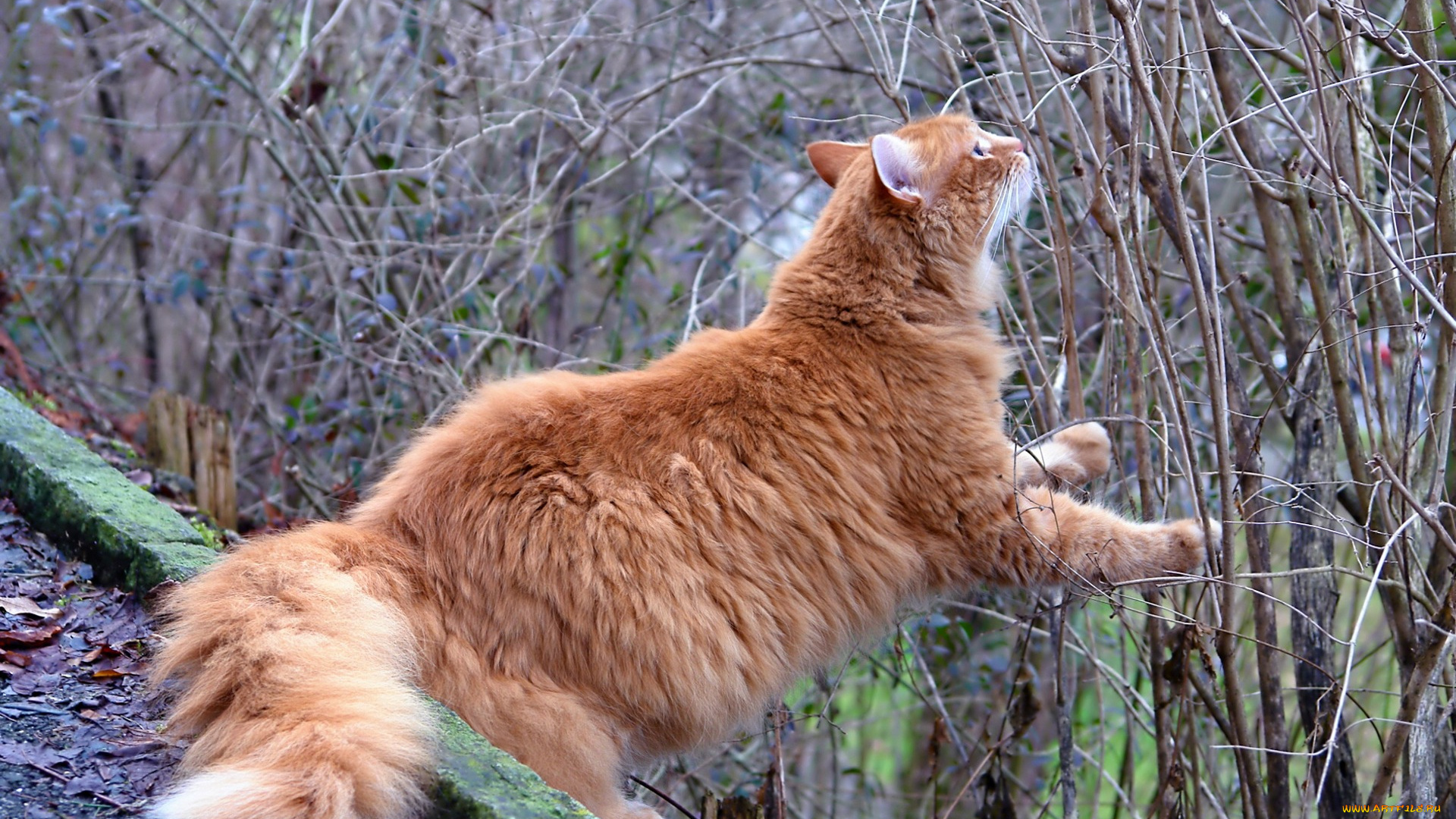 животные, коты, рыжий, цвет, ветки, растения