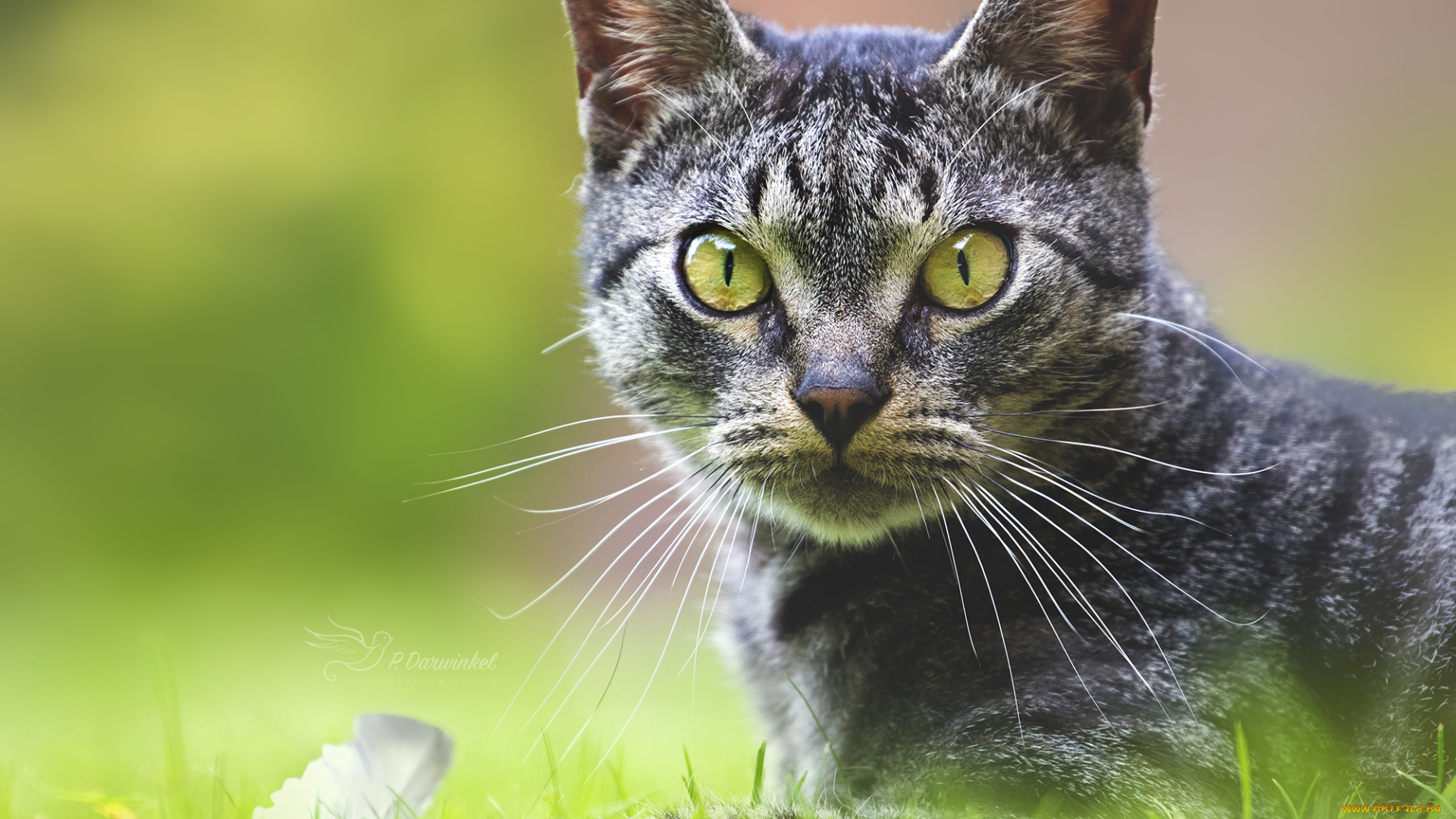 животные, коты, животное, порода, шерсть, окрас, кошка