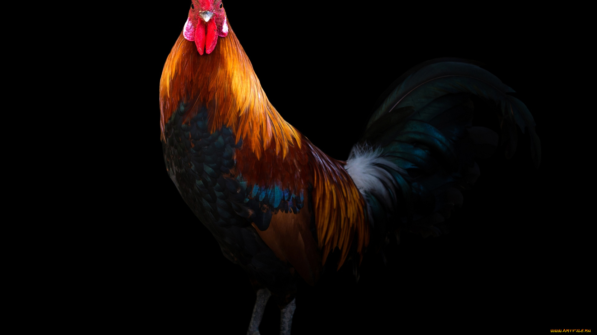 животные, куры, , петухи, профиль, черный, фон