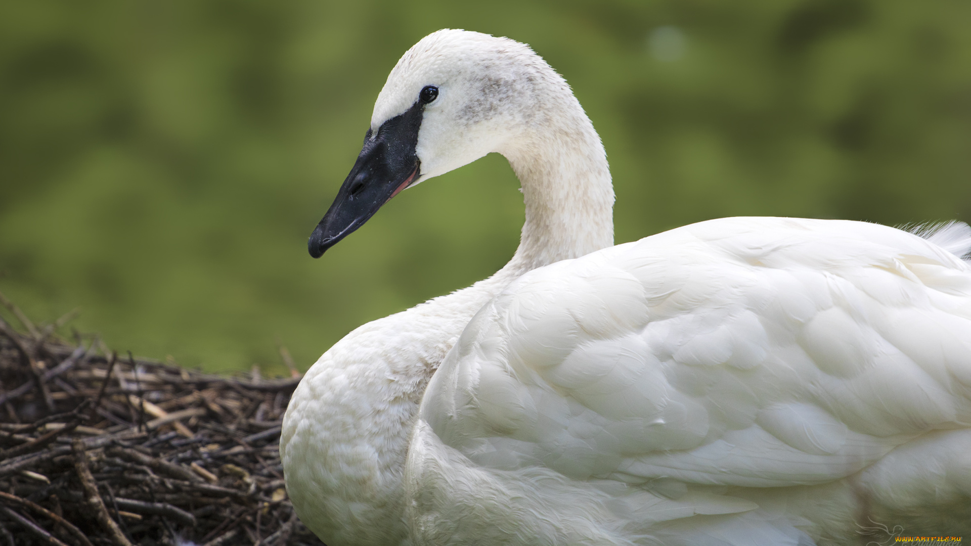 животные, лебеди, птица, перья, окрас, лебедь