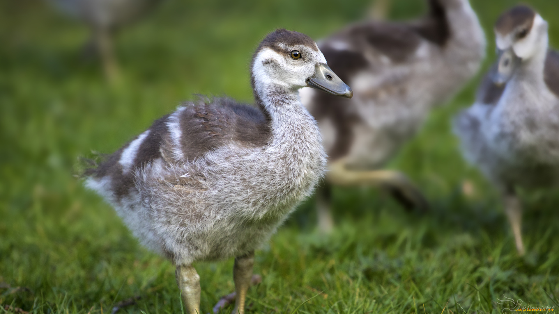 животные, лебеди, птица, перья, окрас, лебедь