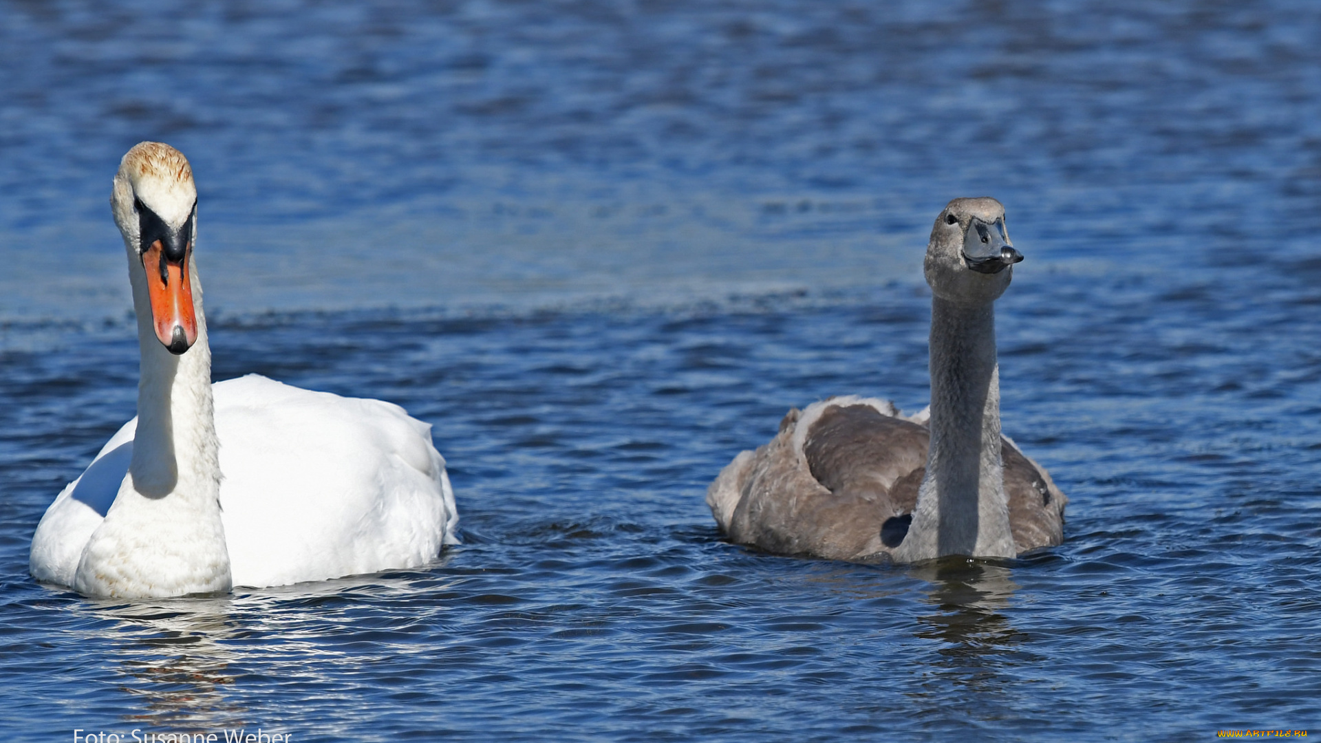 животные, лебеди, вода, природа, плывут, пруд, любовь, серый, белый, пара
