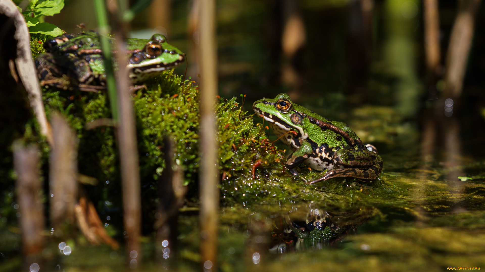 животные, лягушки, лето, лягушка, пруд, царевна