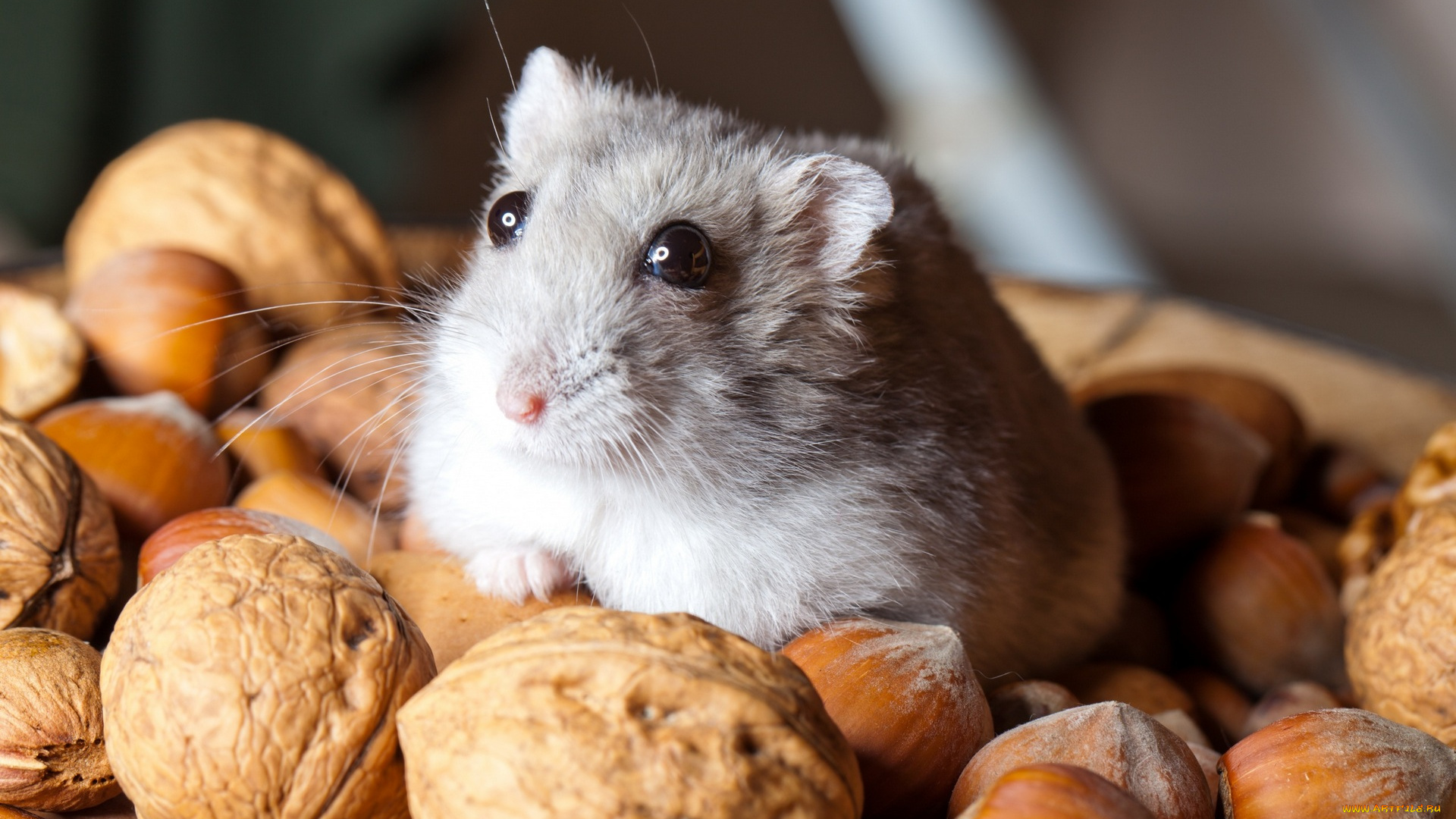животные, морские, свинки, , хомяки, грызун, орехи
