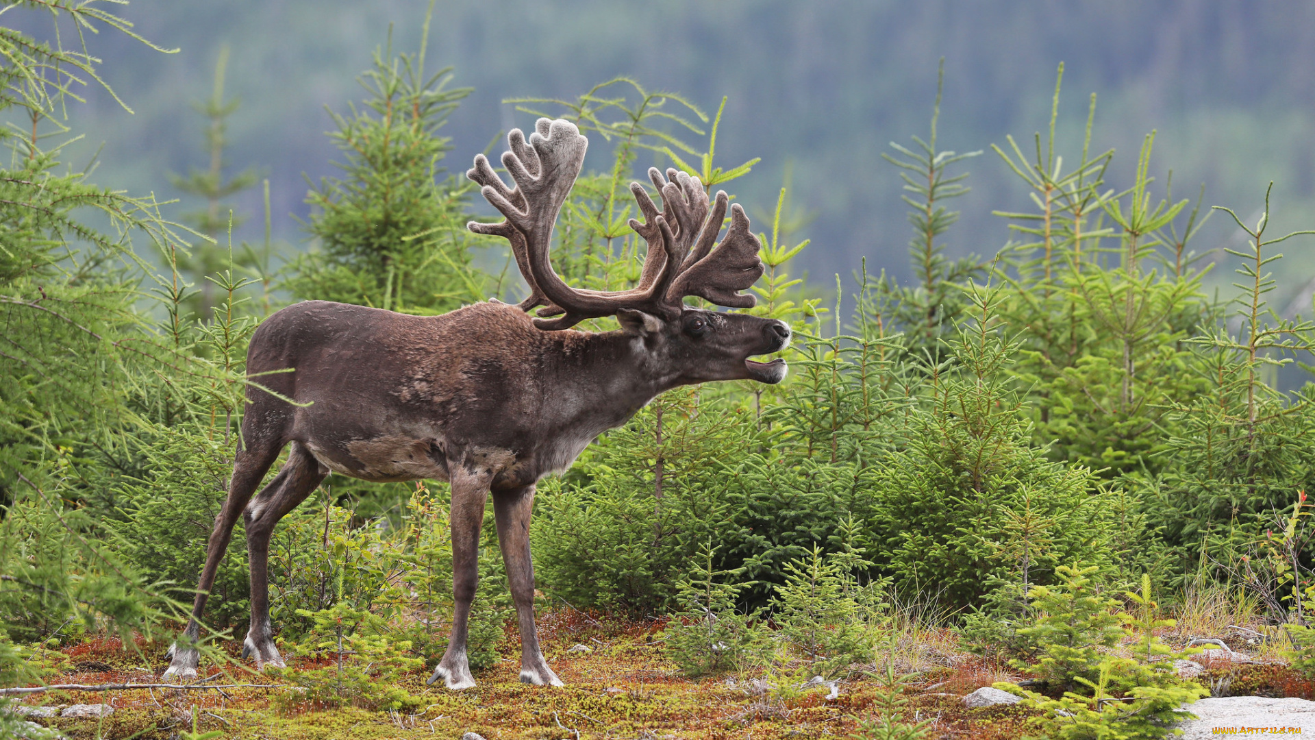 животные, олени, шкура, рога, олень, елки, деревья, больной