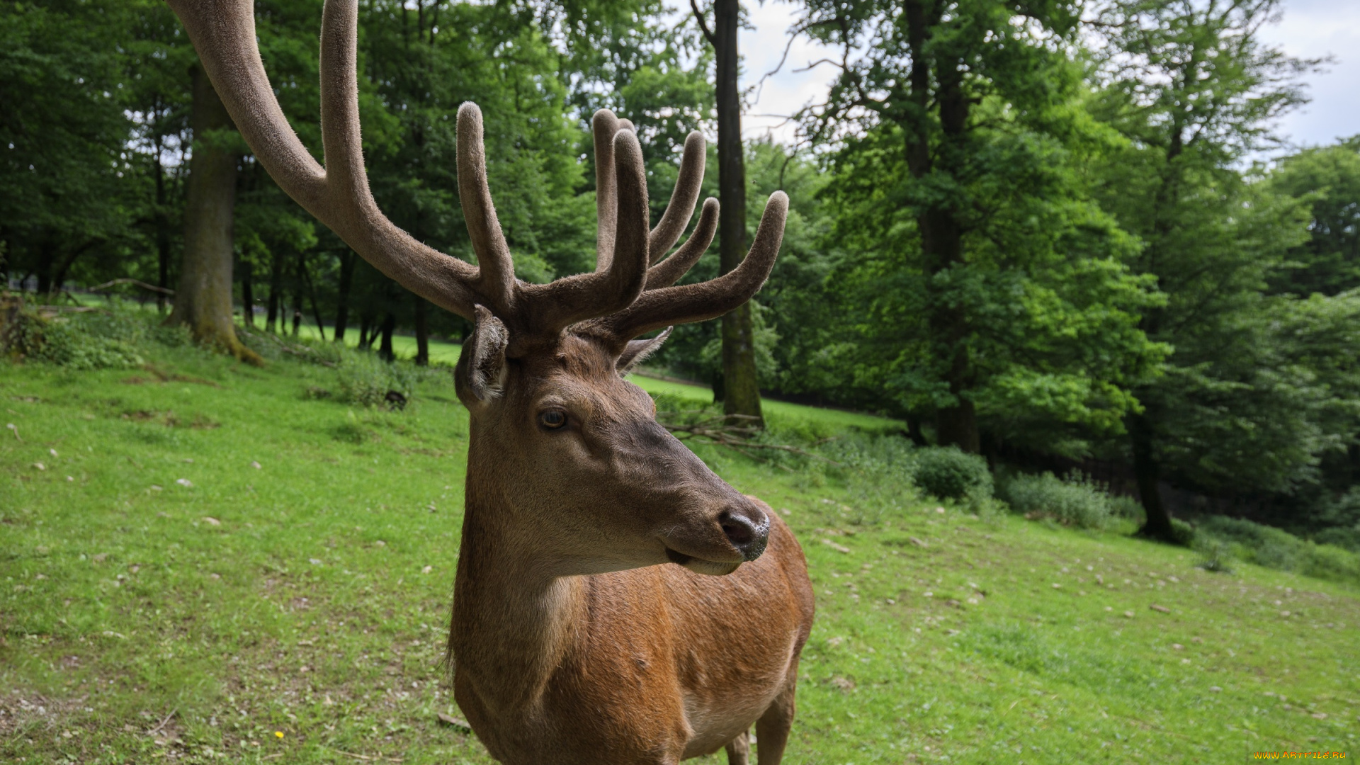 животные, олени, звери, лето, природа