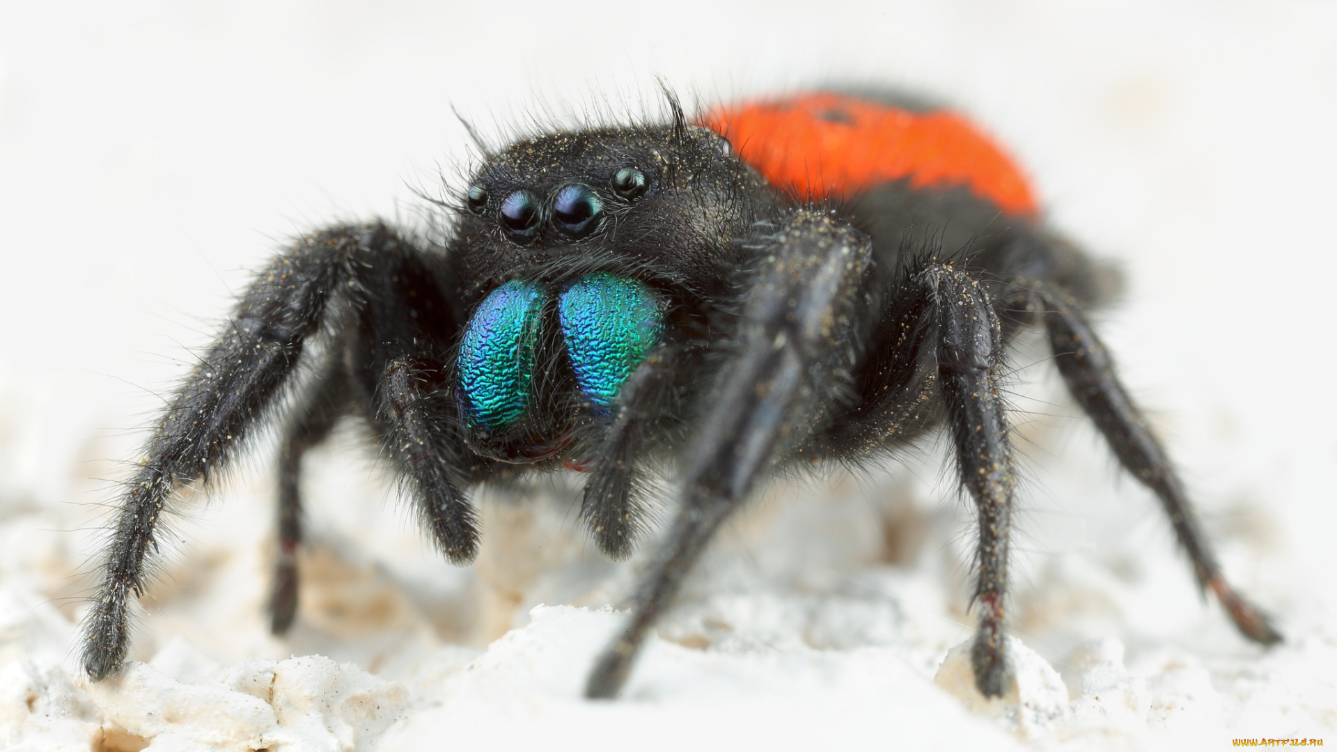 животные, пауки, боке, фон, глазки, лапки, паук