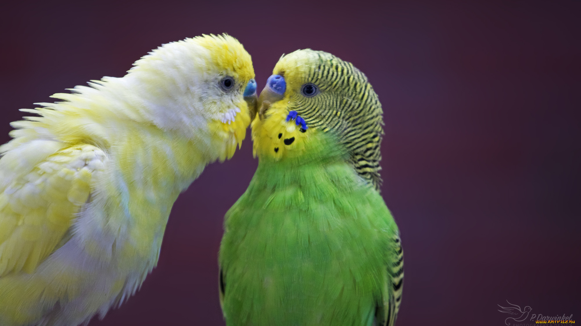 животные, попугаи, птицы, любовь, пара