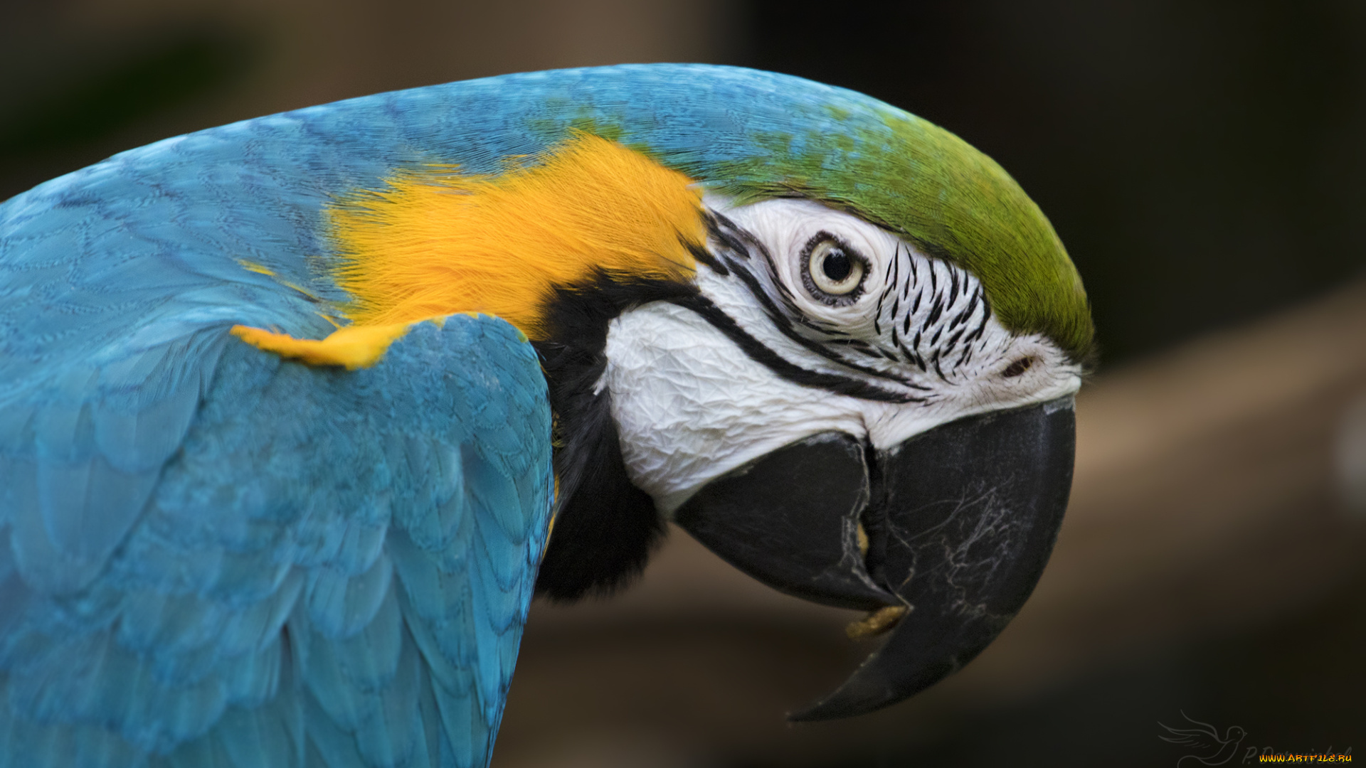 животные, попугаи, забавный, птица, цвет, перья, попугай