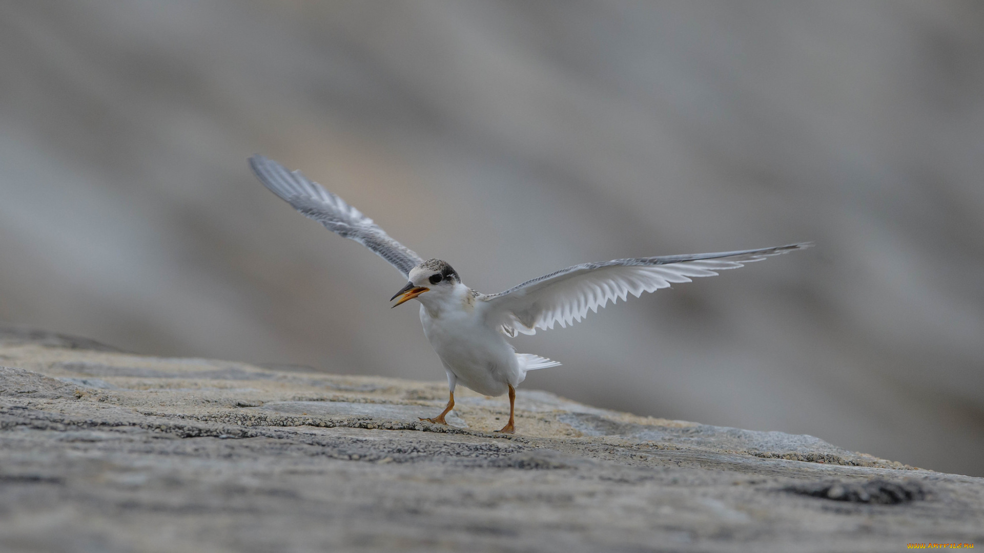 животные, птицы, природа, ветки, дерево, клюв, птица