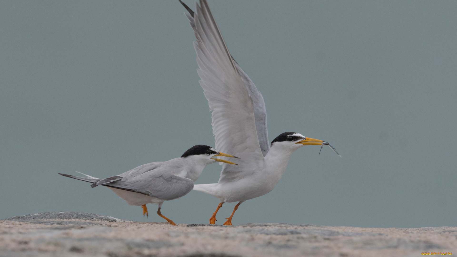 животные, птицы, птица, окрас, перья