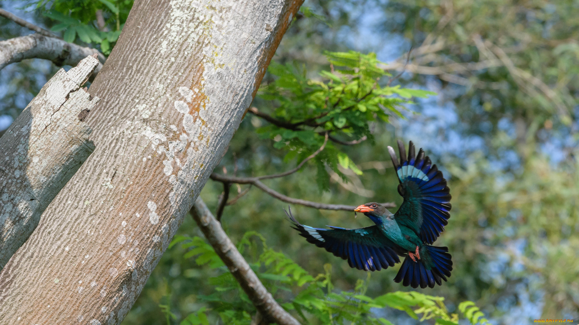 животные, птицы, птица, окрас, перья