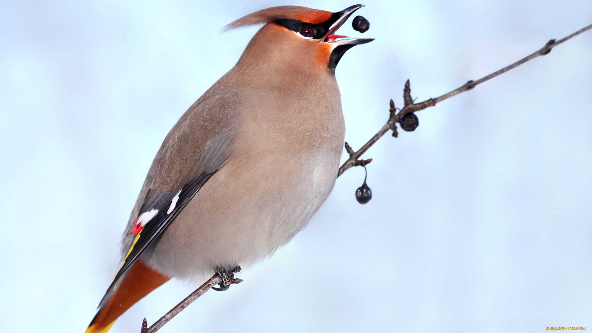 животные, птицы, ягода, ветка
