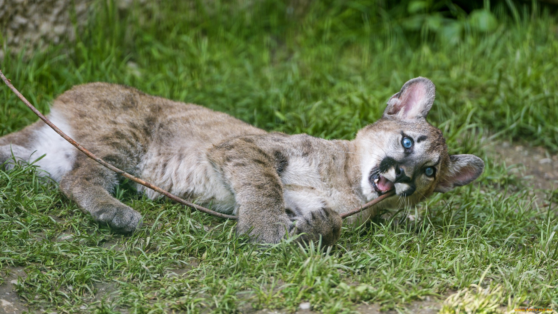 животные, пумы, детеныш, растения, трава, ветка