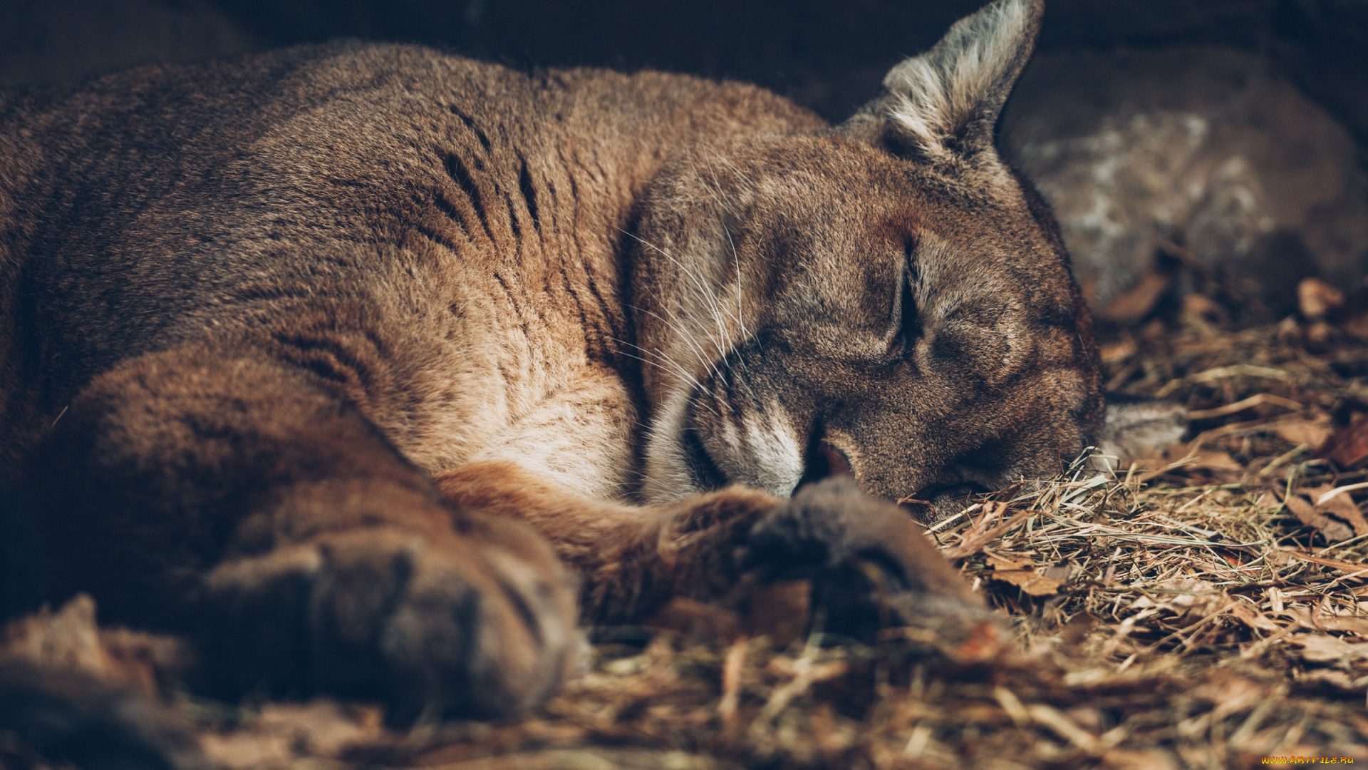 животные, пумы, сон, листва